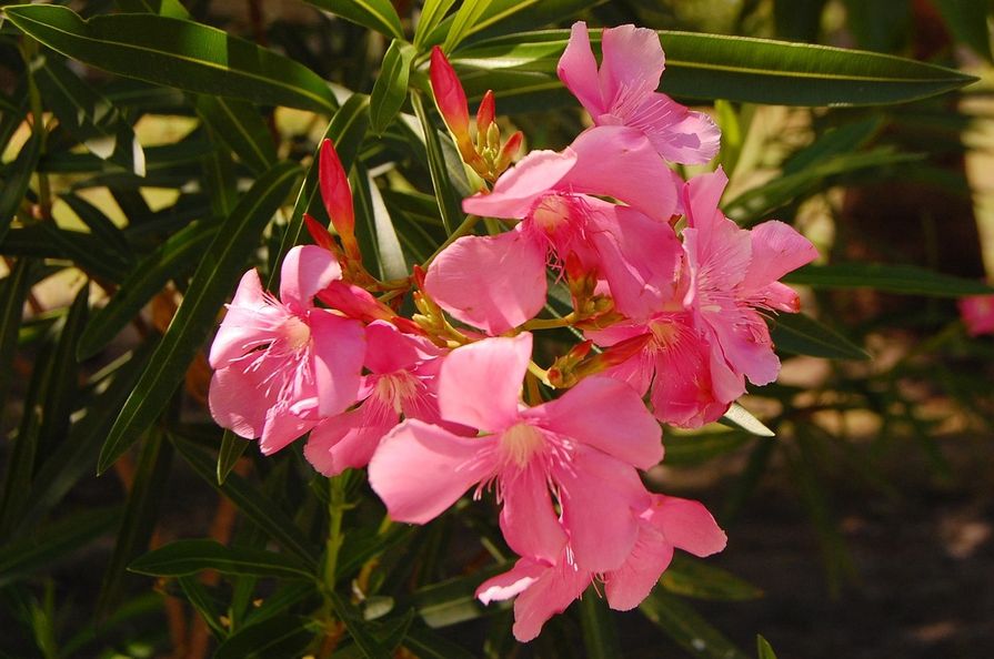 Kwitnący oleander
