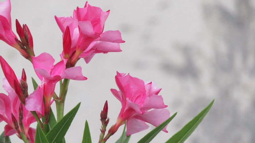 Oleander przed zimą