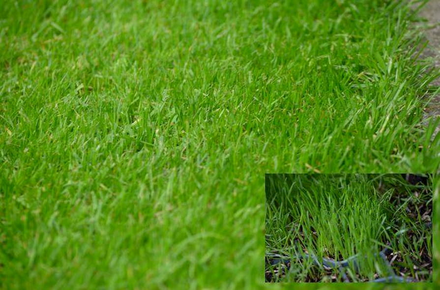 Płyta trawnikowa porośnięta trawą