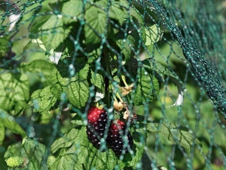 Birdnet R (25 g/m², oko 20×20 mm)