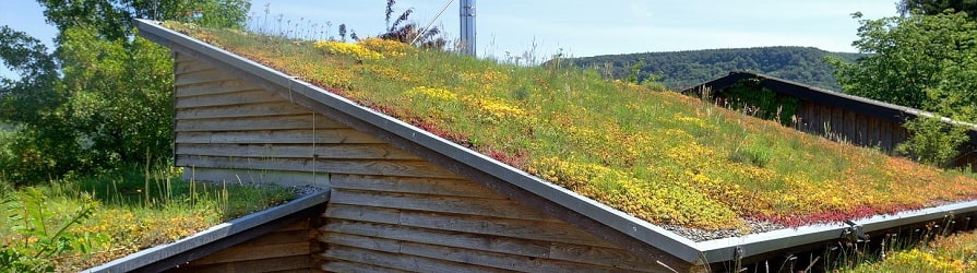 Ekstensywne zielone dachy